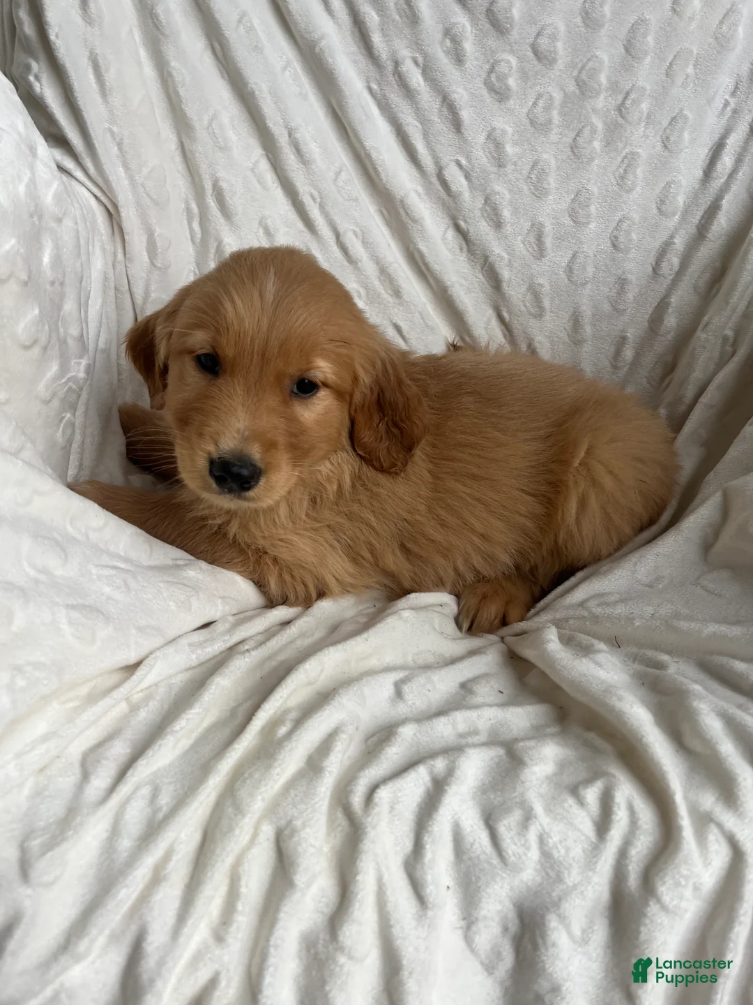 Golden Retriever dogs for sale: Golden Retriever Puppy 1 - Ad 2