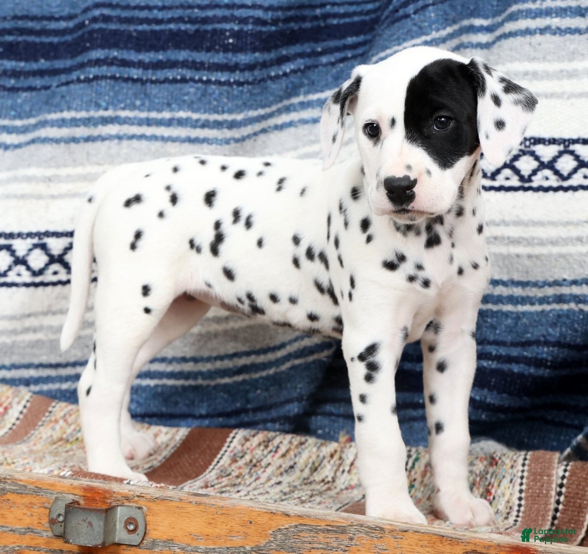 Dalmatian dogs Princess - Ad 1