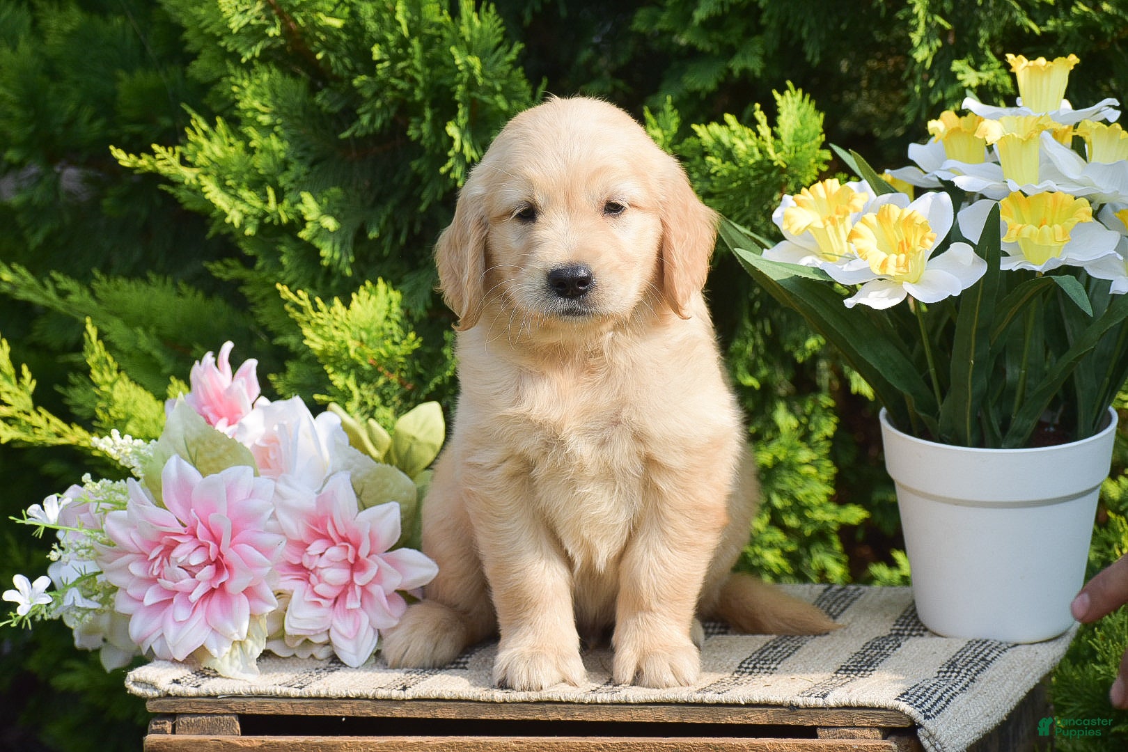 Golden Retriever dogs Ryder - Ad 1