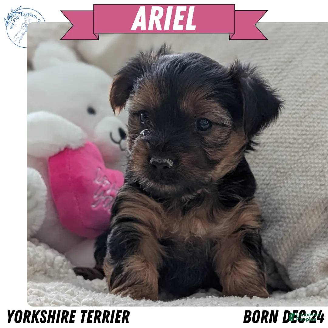 Yorkshire Terrier dogs for sale: Ariel - Ad 1