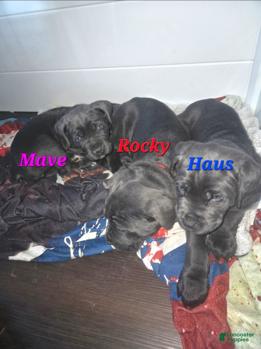 Cane Corso dogs for sale: Mave - Ad 2