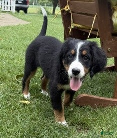 Bernese Mountain Dog dogs Daisy - Ad 25