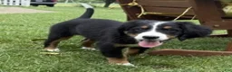 Bernese Mountain Dog dogs for sale: Daisy - Ad 1
