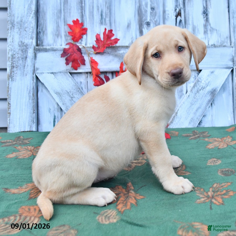 Labrador Retriever dogs Hillary - Ad 2