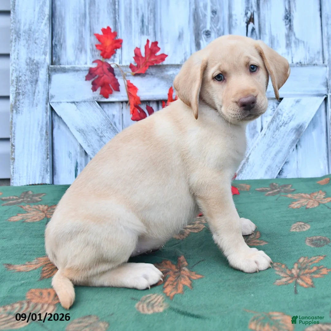 Labrador Retriever dogs for sale: Hillary - Ad 2