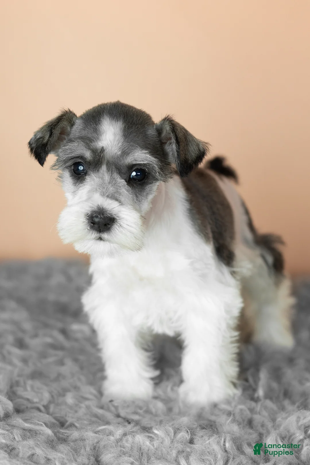 Miniature Schnauzer dogs for sale: Sophia  - Ad 2