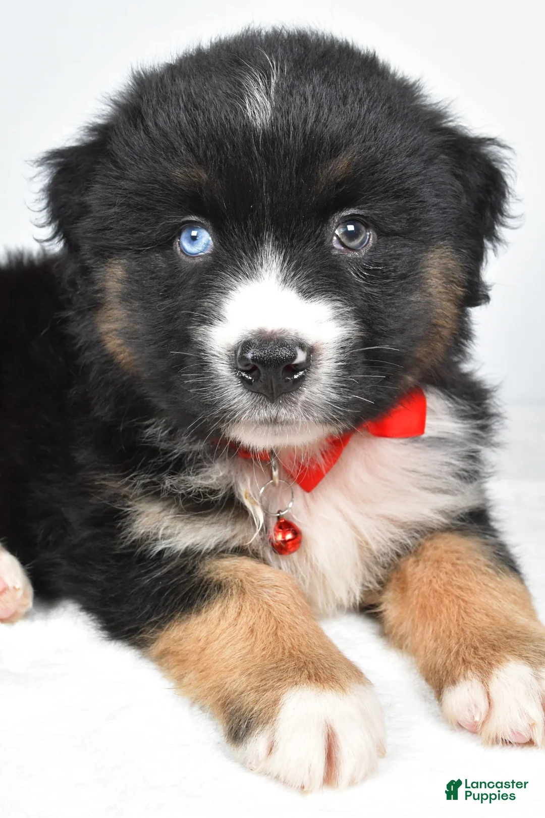 Miniature Australian Shepherd dogs for sale: Shane - Ad 2