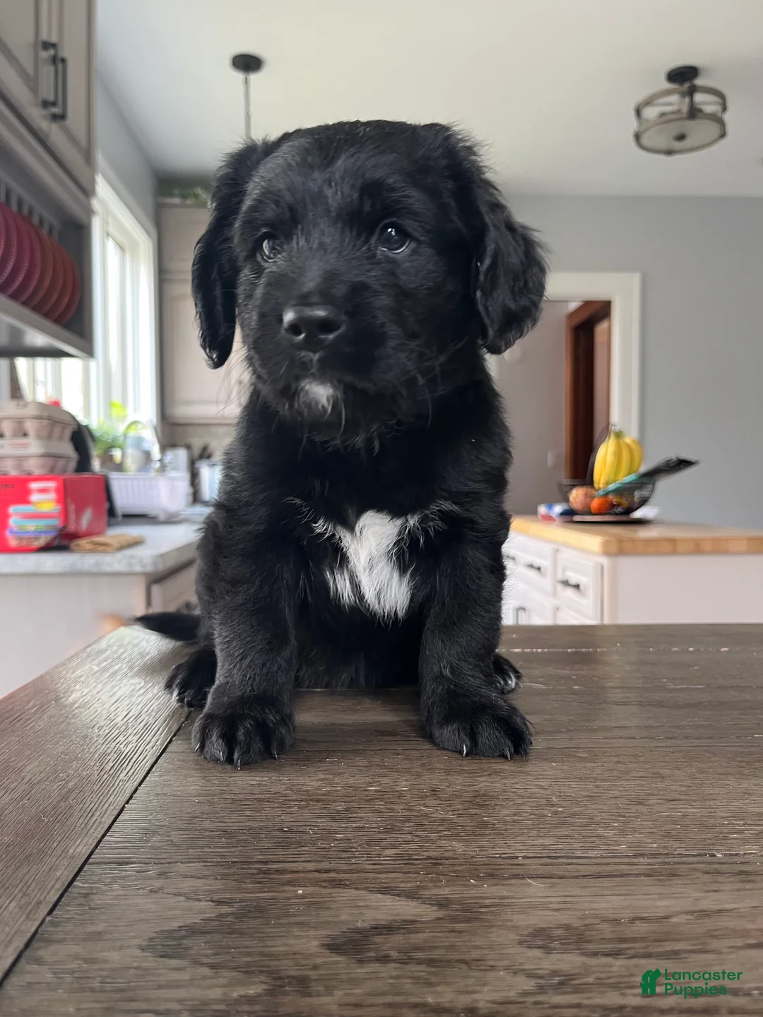 Mixed Breed dogs for sale: Meet Jax! - Ad 1