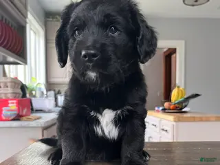 Mixed Breed dogs Meet Jax! - Ad 4