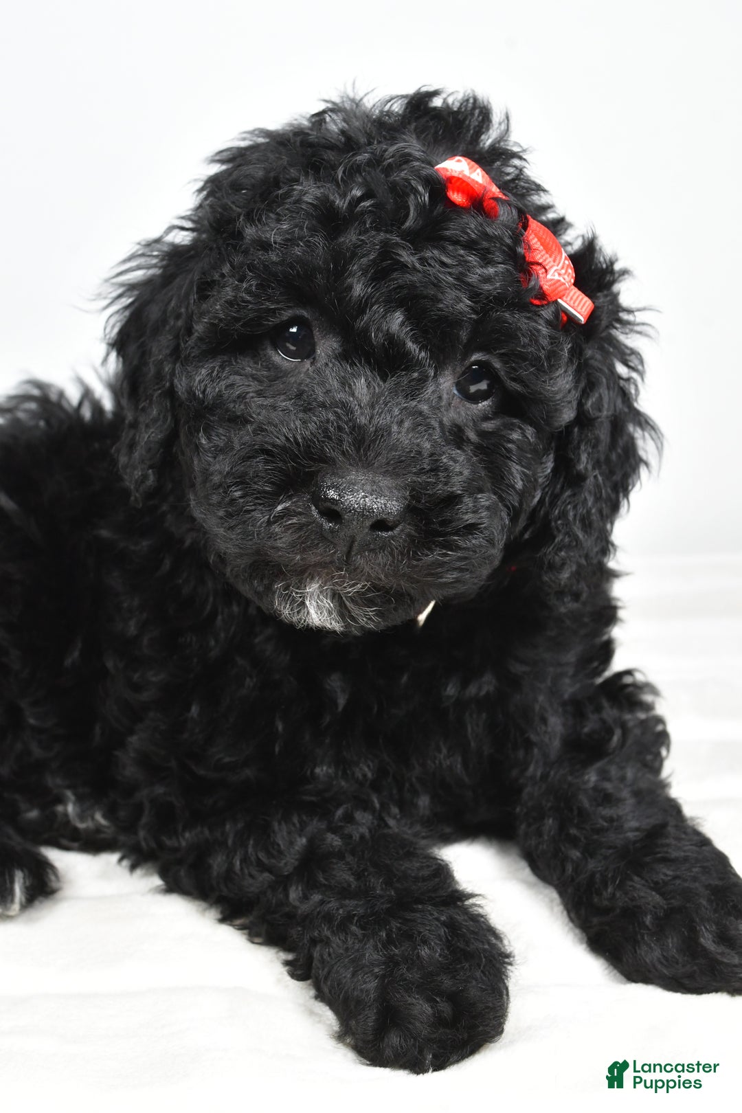 Mini Goldendoodle dogs for sale: Austin - Ad 2