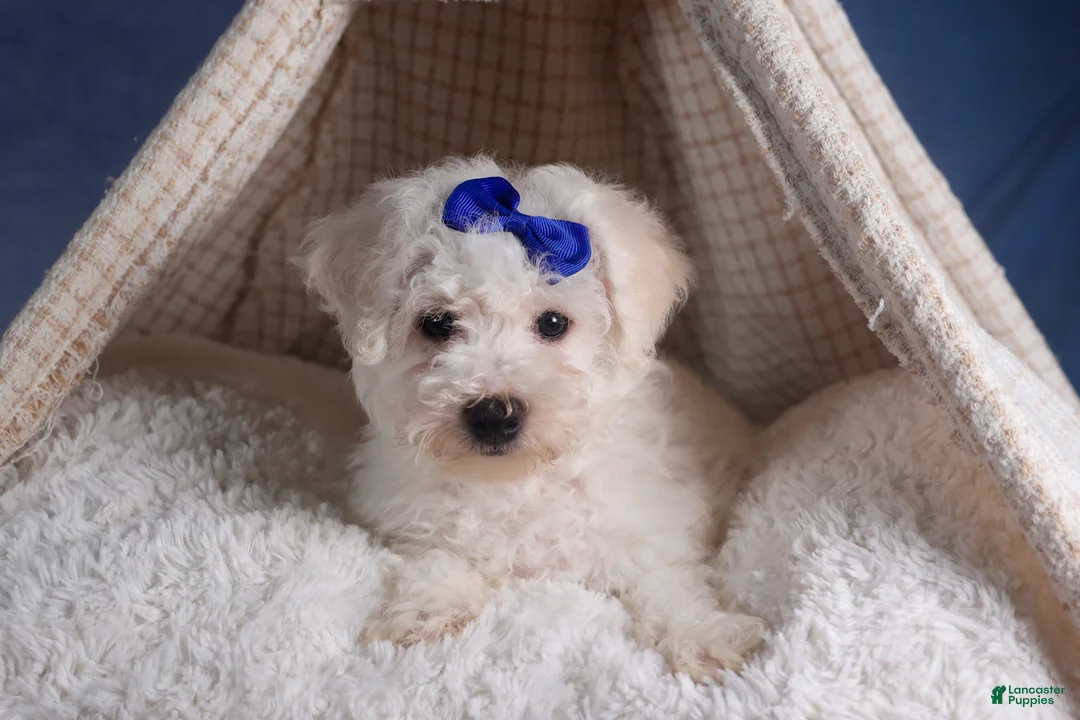 Bichon Frise dogs for sale: Dakota - Ad 7