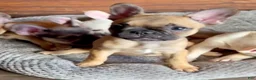 French Bulldog dogs for sale: HEIDI - FAWN BABYDOLL IN CALI, USA DELIVERY & FINANCING OPTIONS! - Ad 14