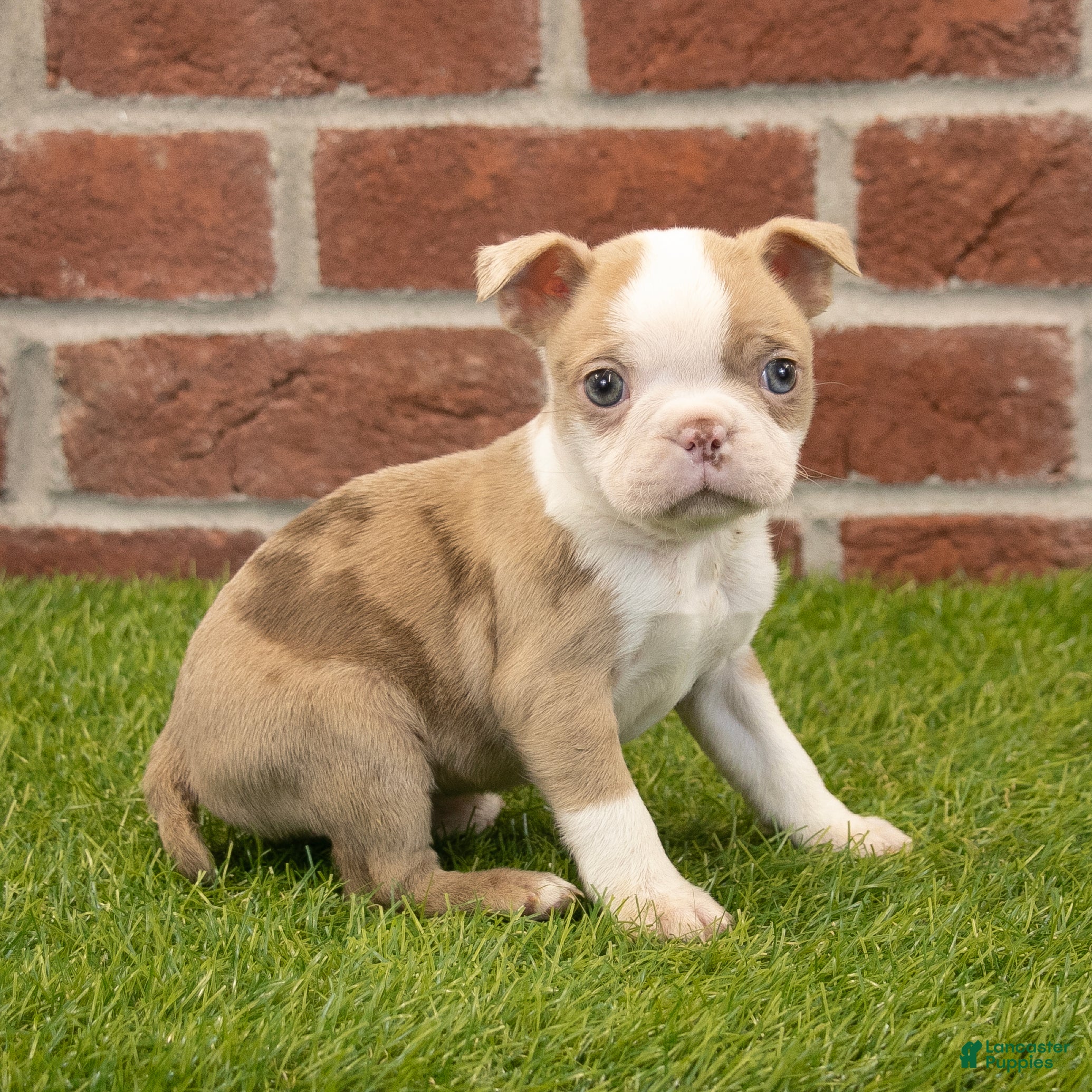 Boston Terrier dogs Zoey - Ad 2