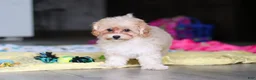 Havapoo dogs for sale: Brodie - Ad 9