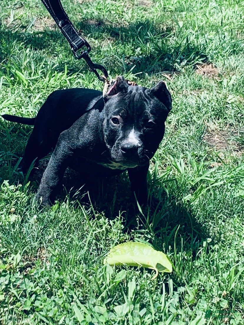 American Bully dogs American Bully 1 - Ad 17