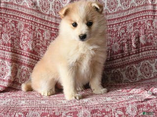 Pomsky dogs Lisa - Ad 31
