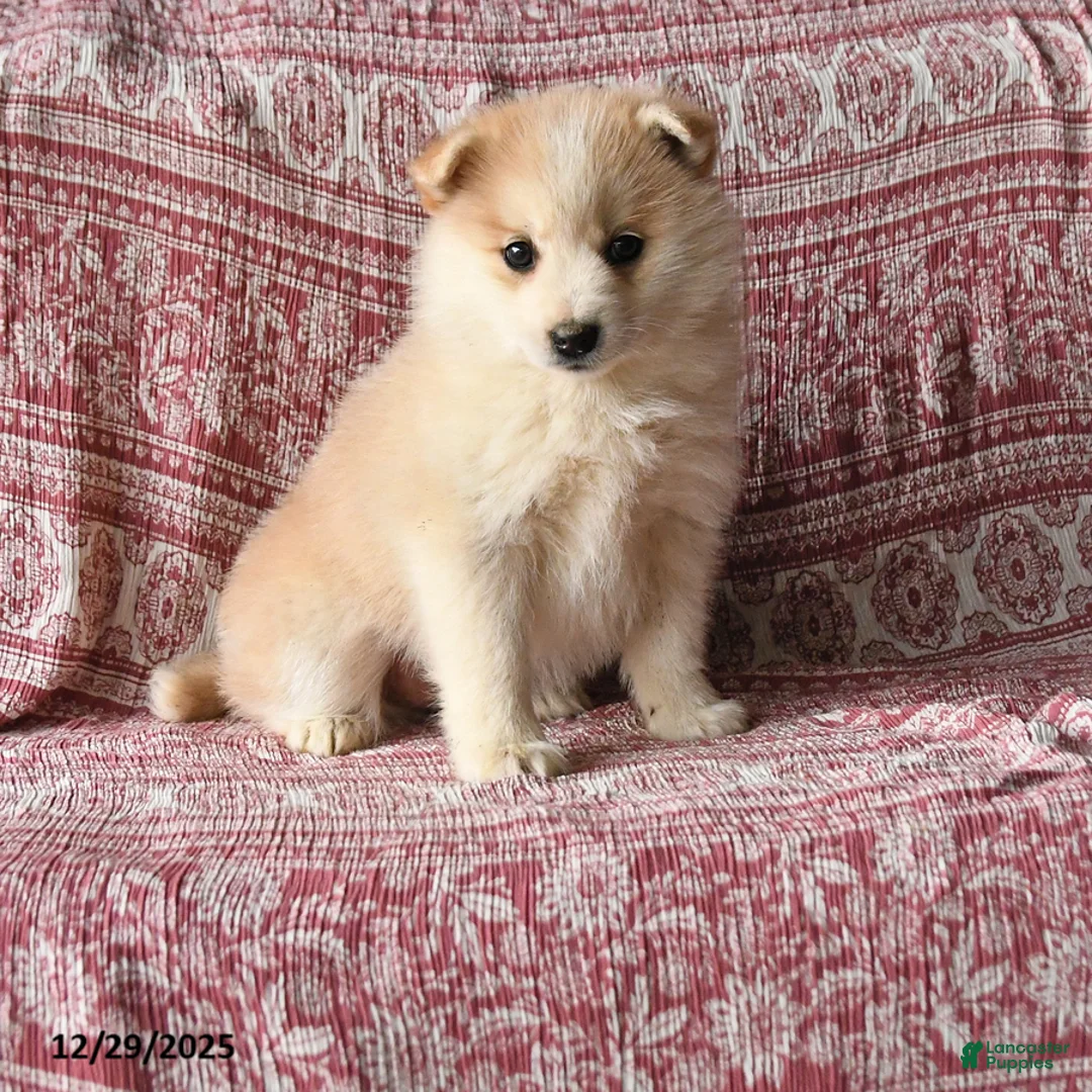 Pomsky dogs for sale: Lisa - Ad 1