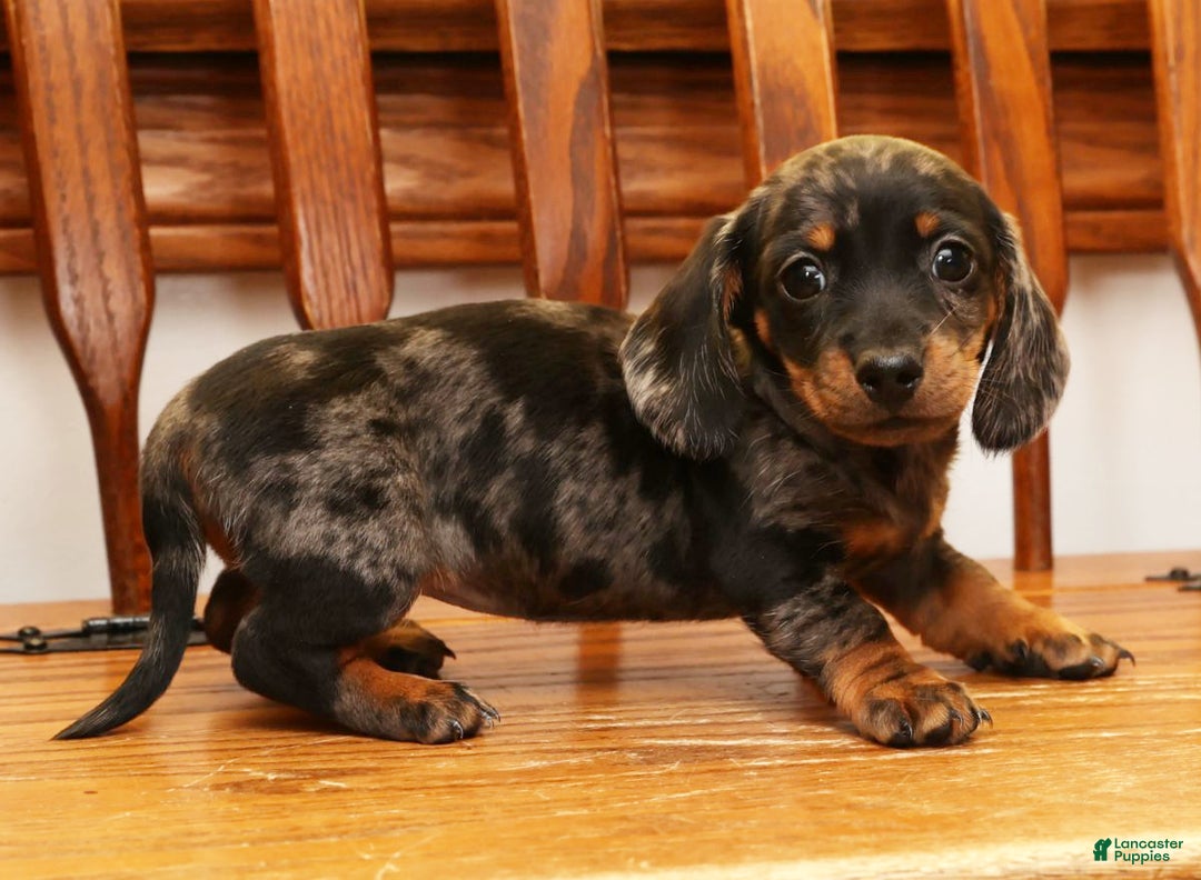 Miniature Dachshund dogs for sale: Debbie - Ad 6