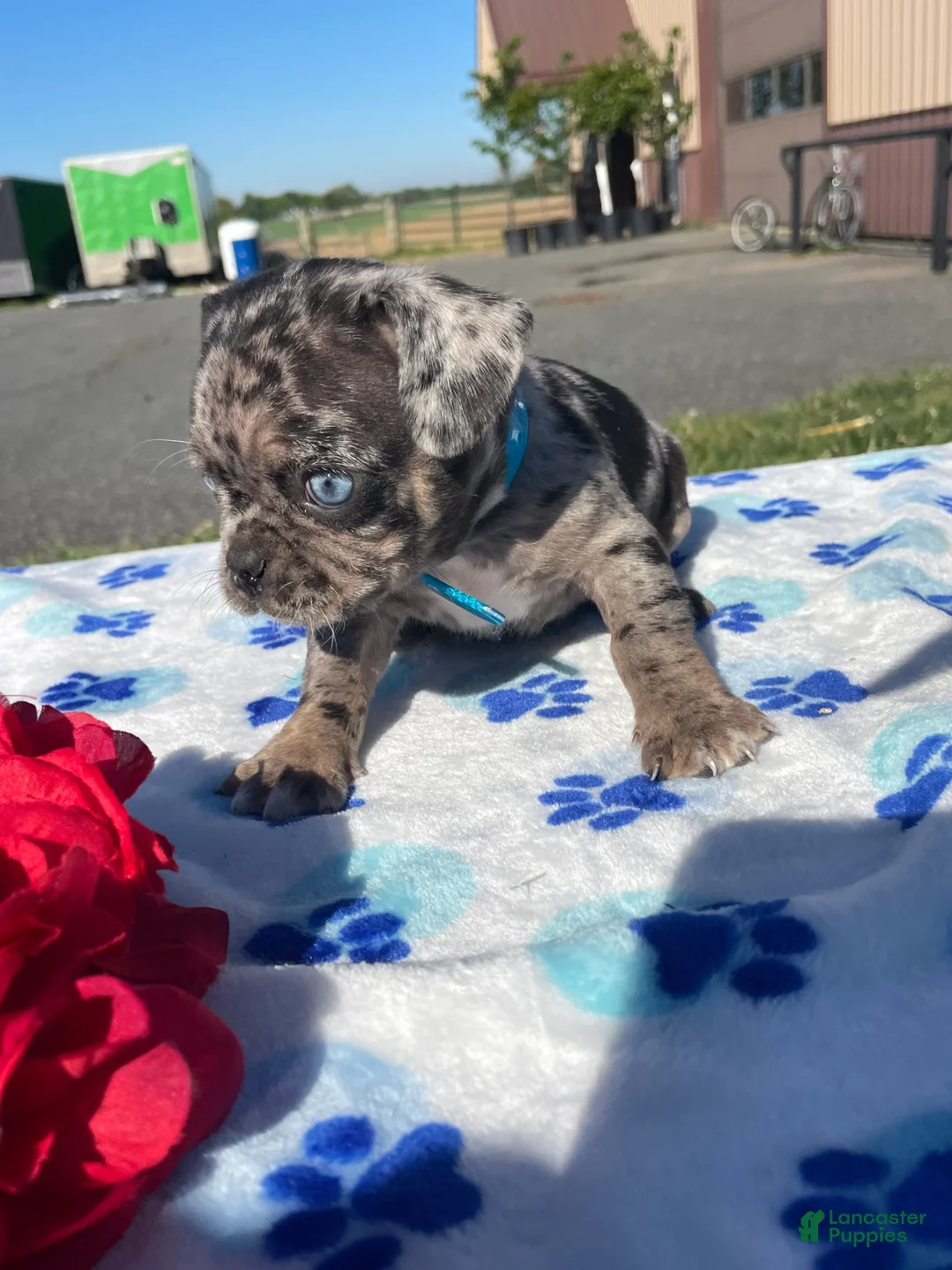 Pug dogs for sale: Lola - Ad 2