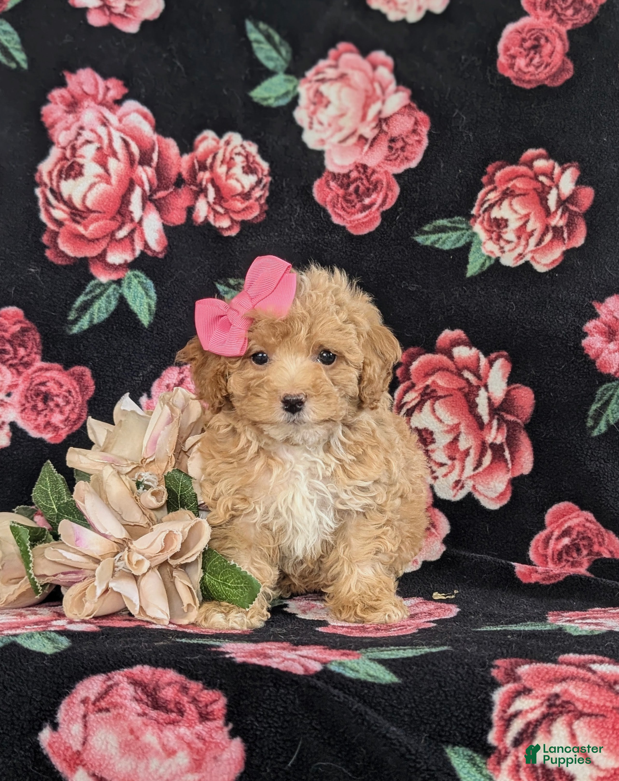 Bichpoo dogs Athena - Ad 2