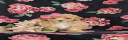 Bichpoo dogs for sale: Athena - Ad 2