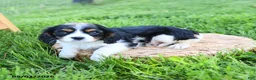 Cavalier King Charles Spaniel dogs for sale: Freddie - Ad 5