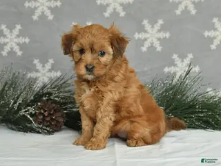 Mini Aussiedoodle dogs for sale: Curly - Ad 1
