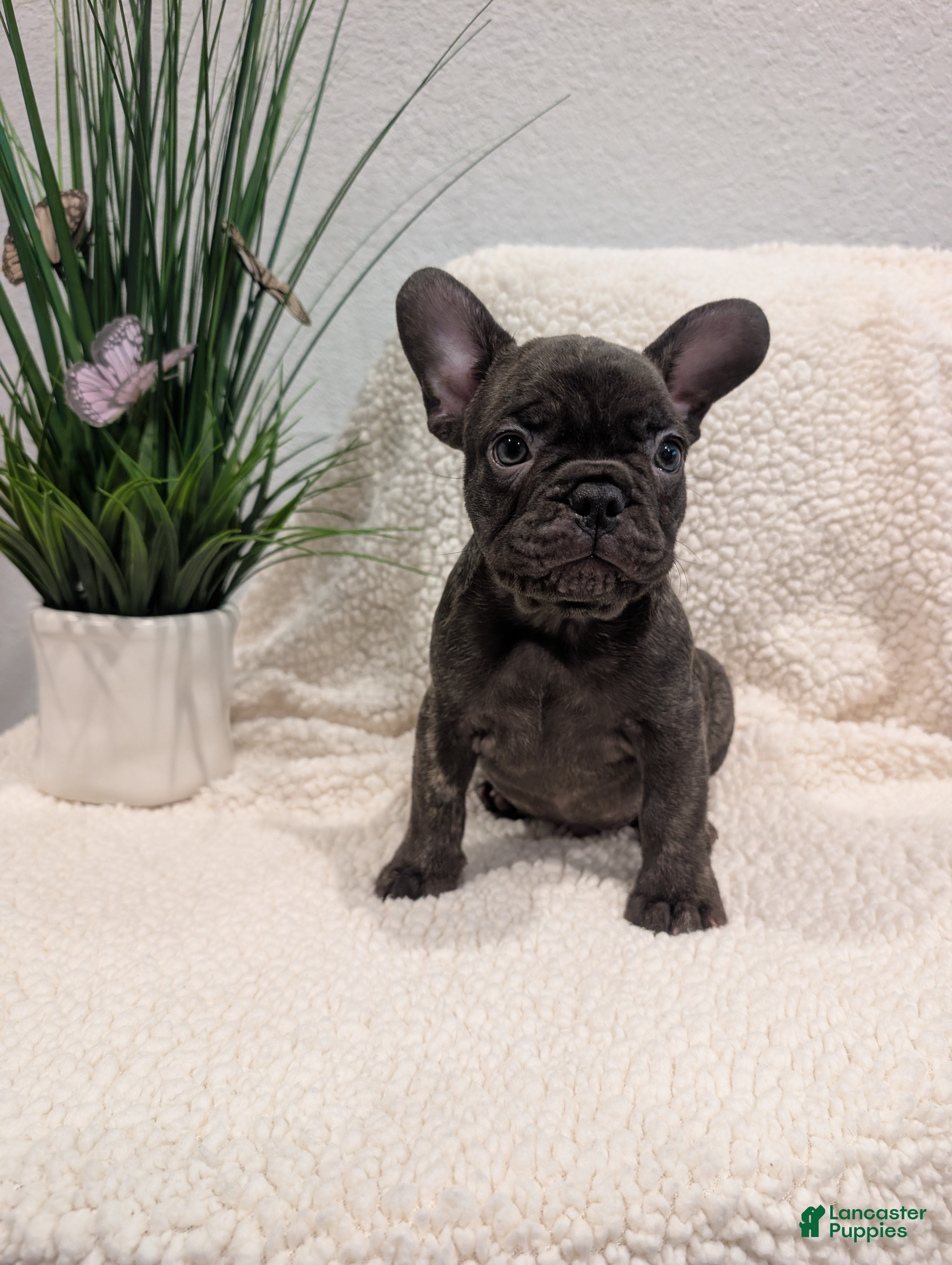 French Bulldog dogs French Bulldog Boy#2 - Ad 34