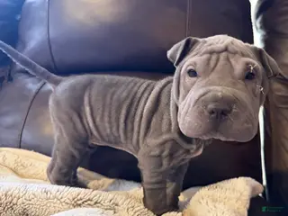 Shar Pei dogs Dove - Ad 1