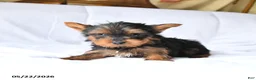 Yorkshire Terrier dogs for sale: Murphy - Ad 3