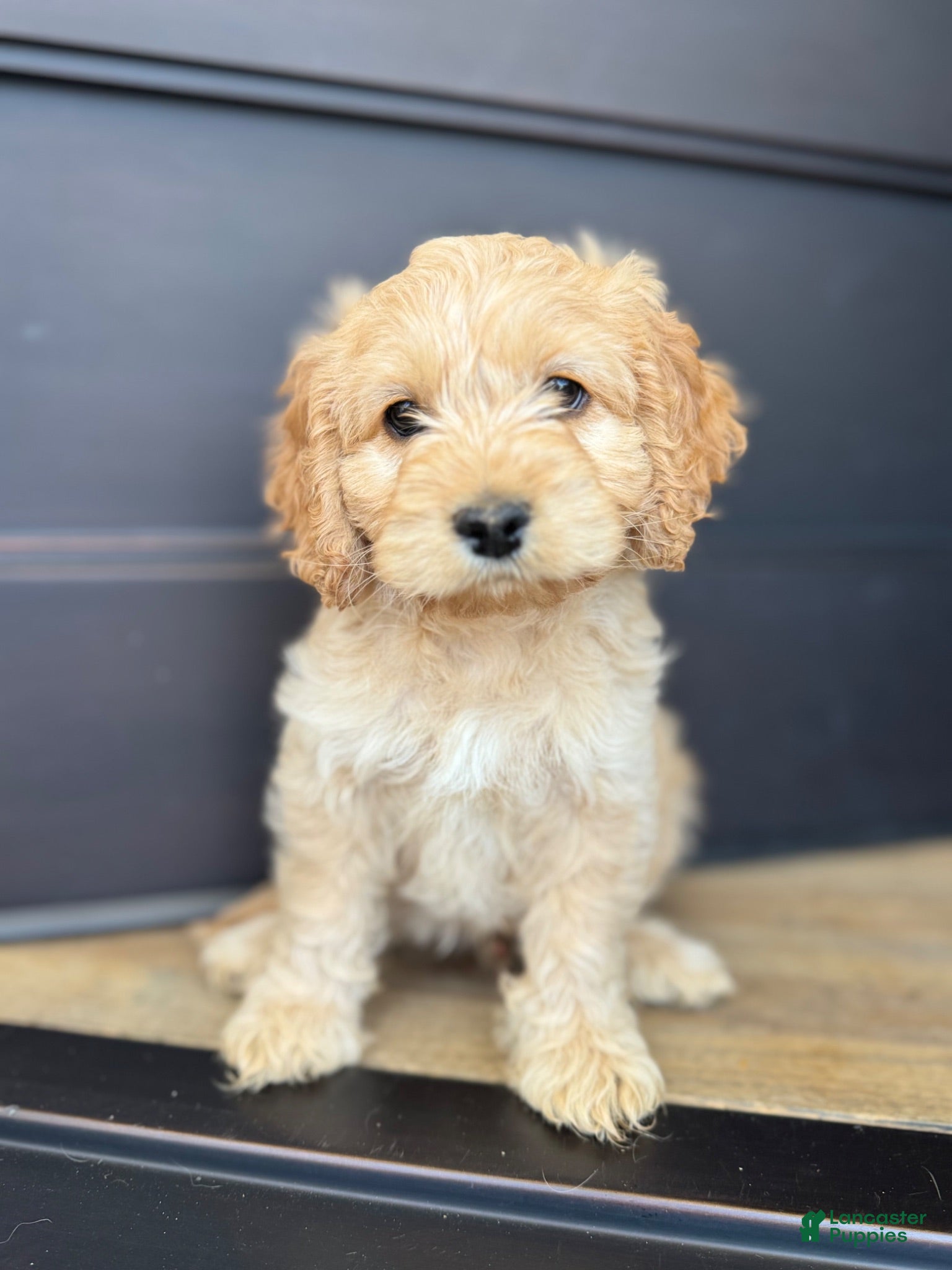 Cockapoo dogs for sale: Chip  - Ad 3