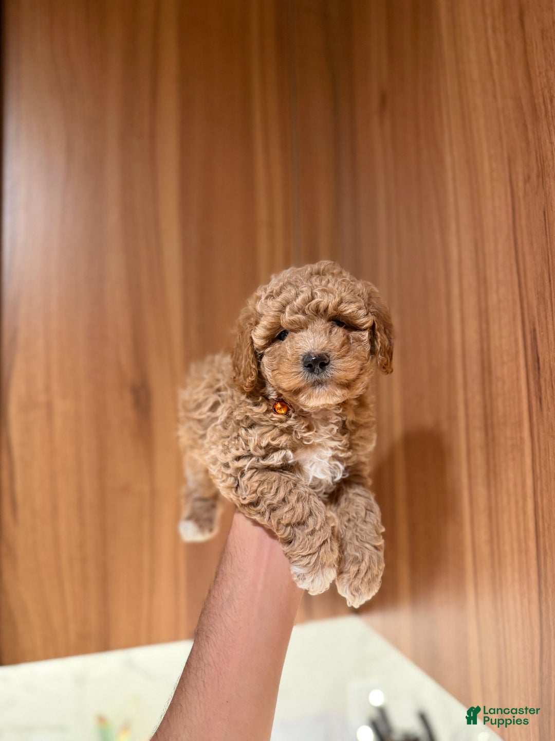 Toy Poodle dogs for sale: Timothy - Ad 2