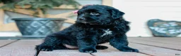 Mixed Breed dogs for sale: Chelsie Golden Retriever/Jug Pup - Ad 3