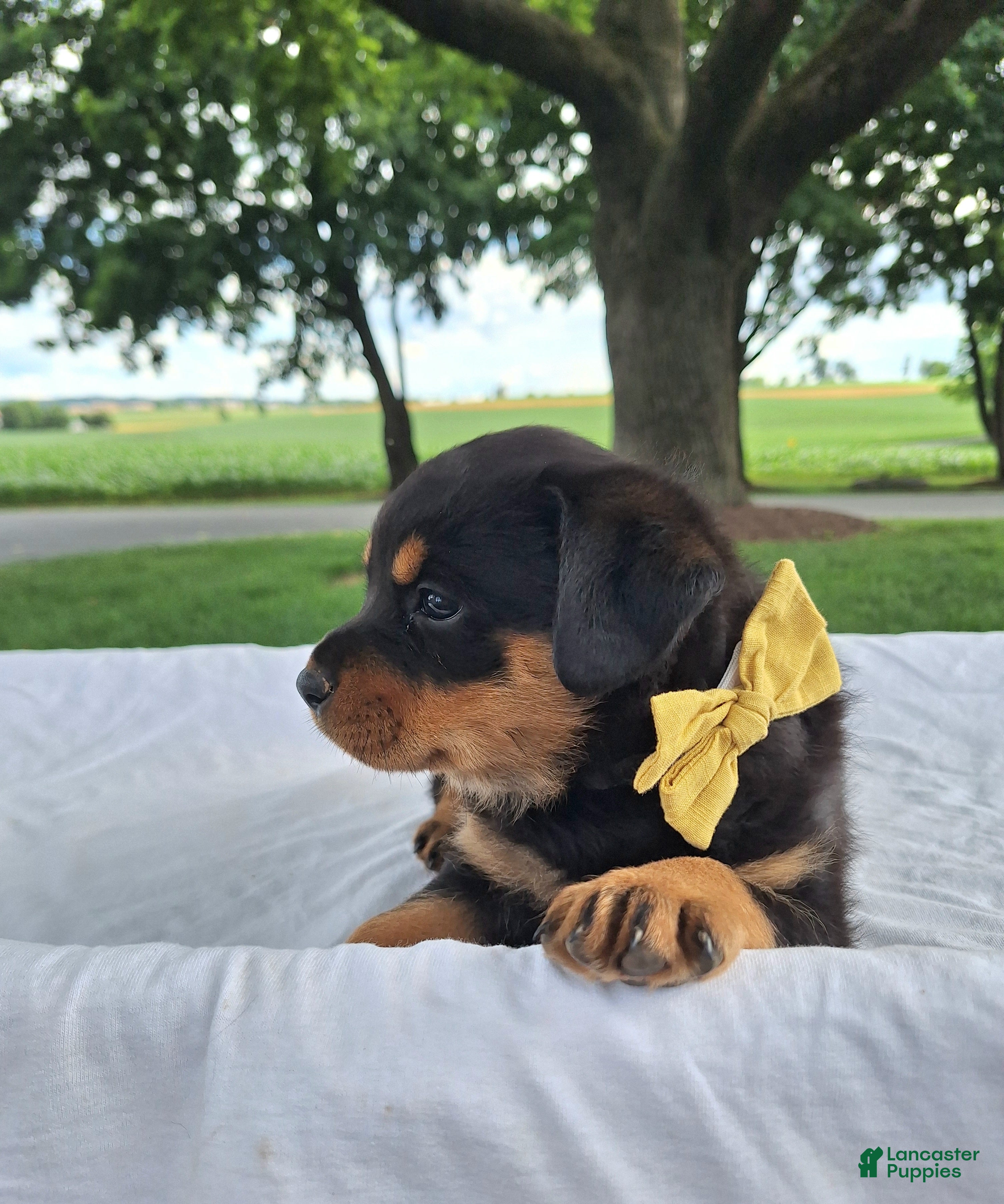 Rottweiler dogs Nova - Ad 2