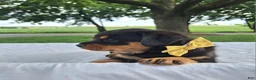 Rottweiler dogs for sale: Nova - Ad 2