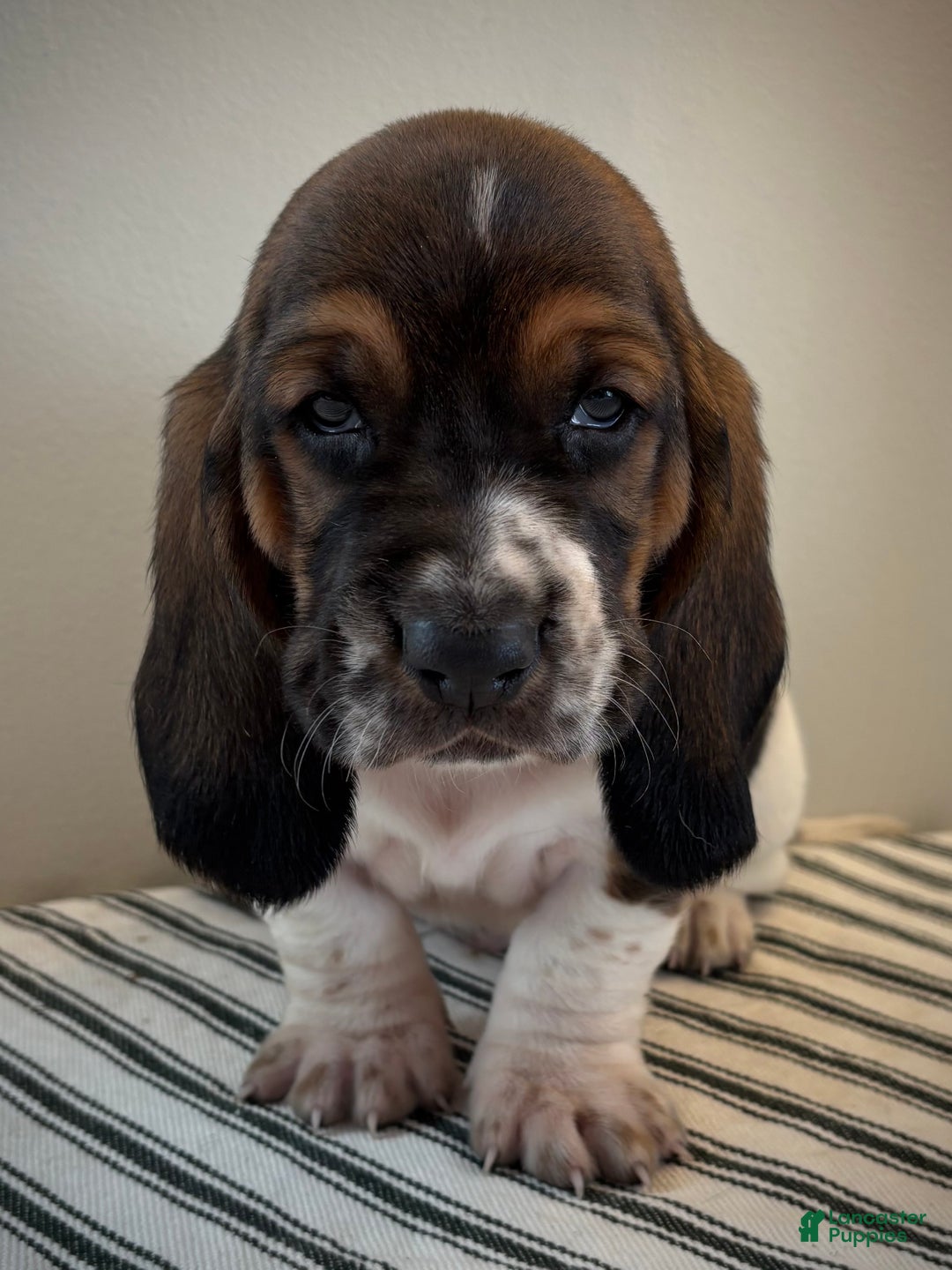 Basset Hound dogs for sale: Ralphie - Ad 4