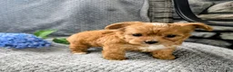 Chipoo dogs for sale: Benji - Ad 6