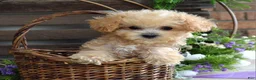 Maltipoo dogs for sale: Ethan  - Ad 3