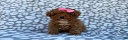 Cavapoo dogs for sale: Scarlett - Ad 2
