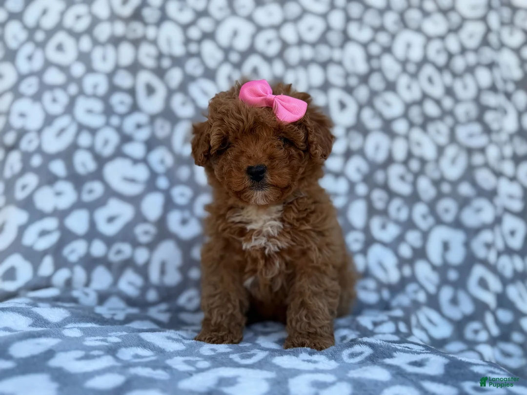 Cavapoo dogs for sale: Scarlett - Ad 2