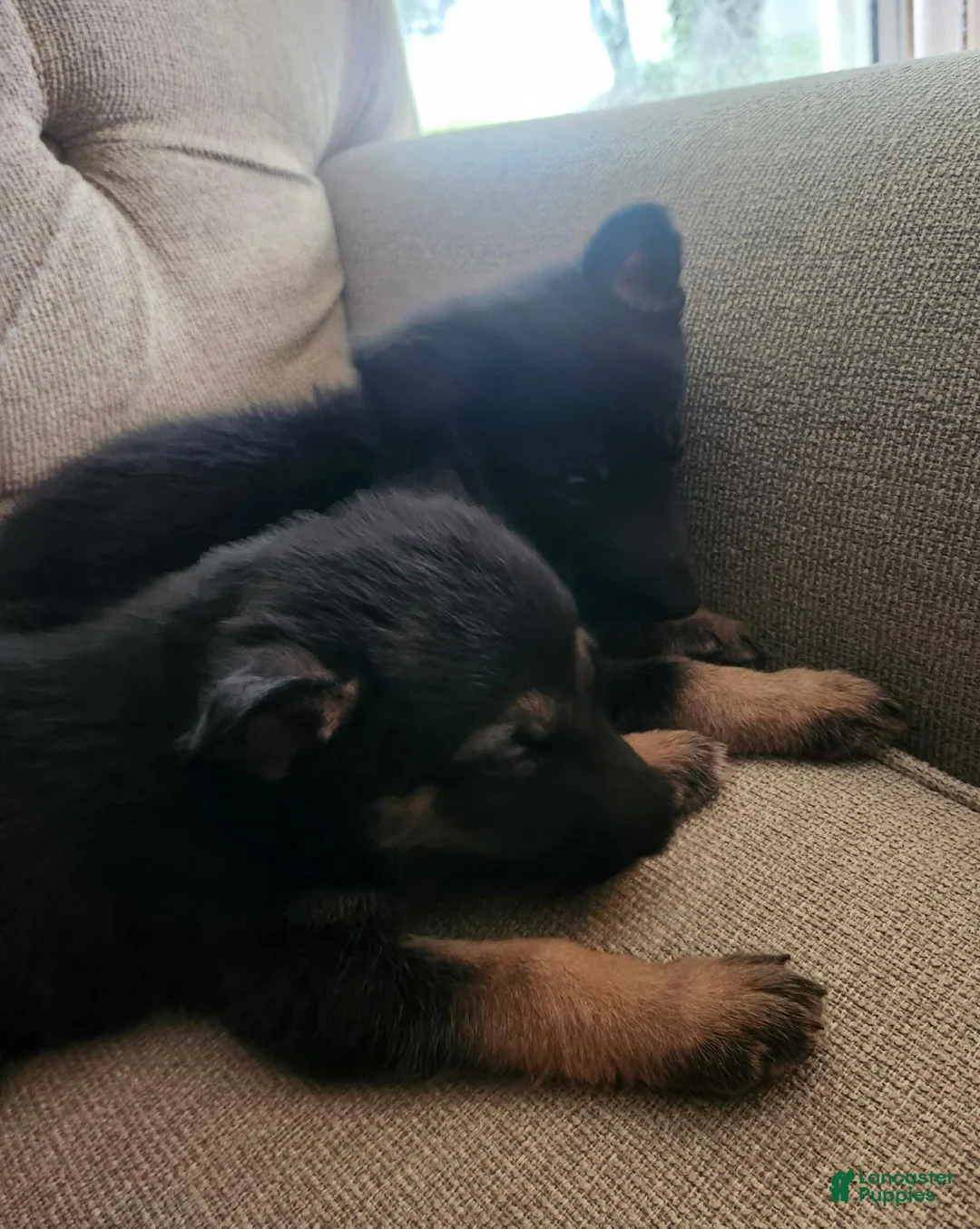 German Shepherd dogs for sale: German Shepherd 3 - Ad 3