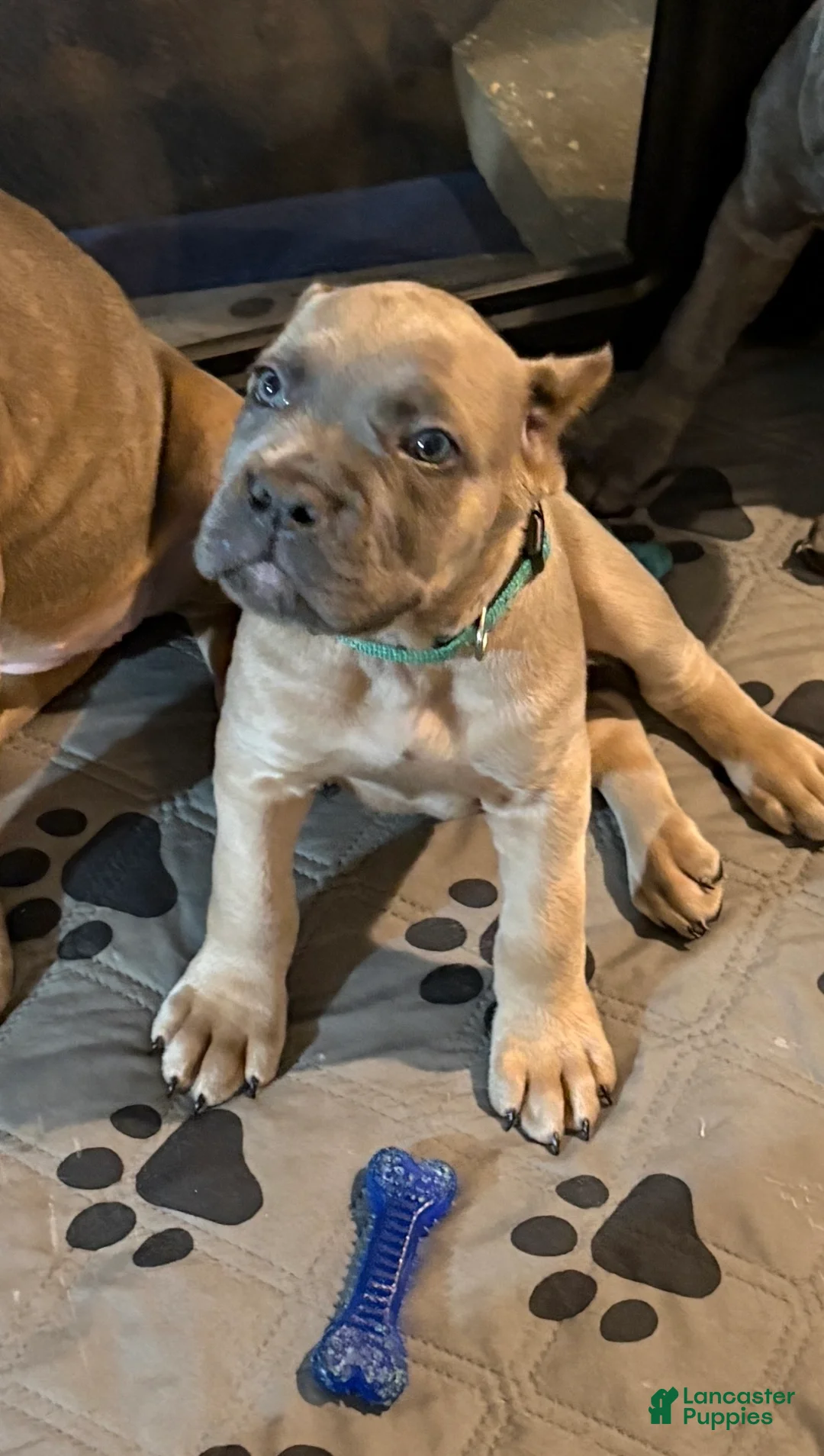 Cane Corso dogs for sale: Green - Ad 1