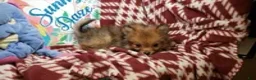 Pomeranian dogs for sale: Leo the Lion (Wolf Sable) - Ad 4