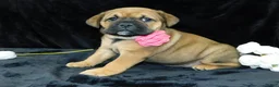 Mixed Breed dogs for sale: Bella - Ad 7