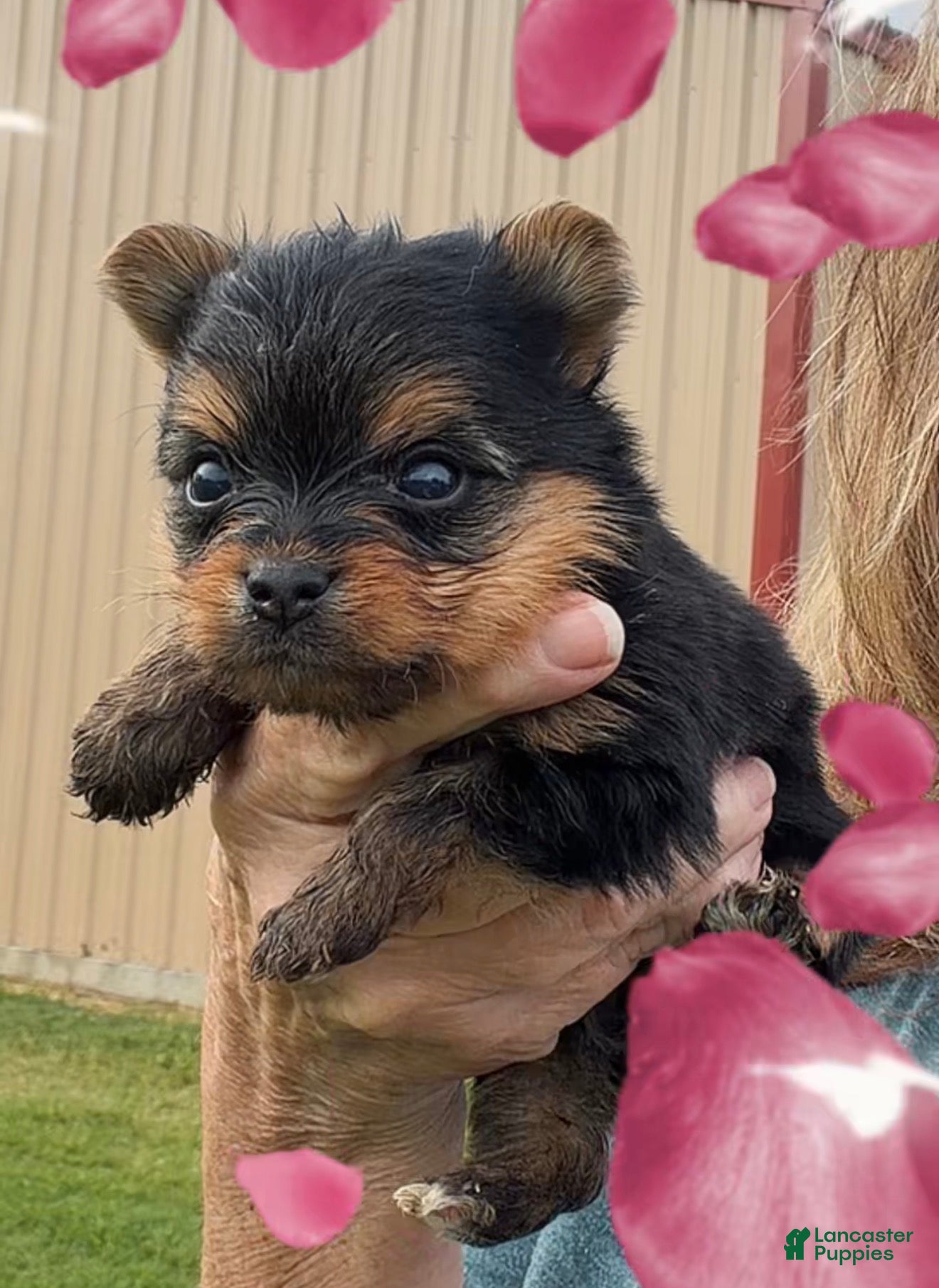 Yorkshire Terrier dogs Yorkshire Terrier 1 - Ad 2