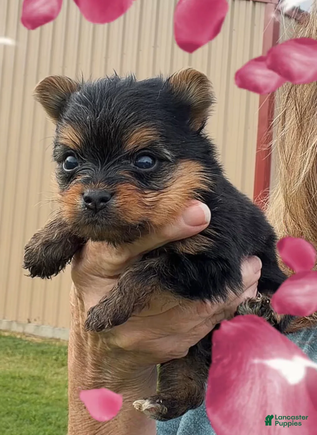 Yorkshire Terrier dogs for sale: Yorkshire Terrier 1 - Ad 2