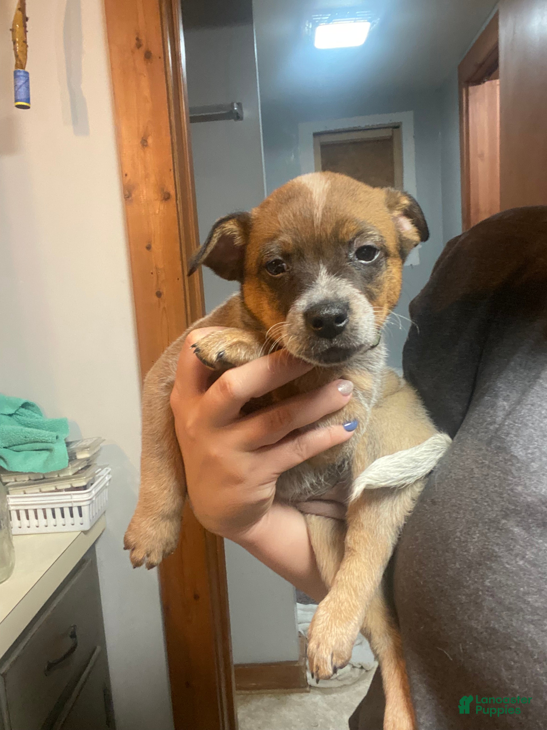 Australian Cattle Dog dogs Ruby  - Ad 10