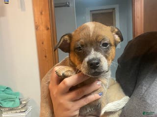 Australian Cattle Dog dogs Ruby - Ad 17