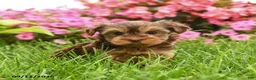 Yorkshire Terrier dogs for sale: Smores - Ad 4