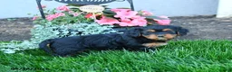 Mixed Breed dogs for sale: Tessa - Ad 1